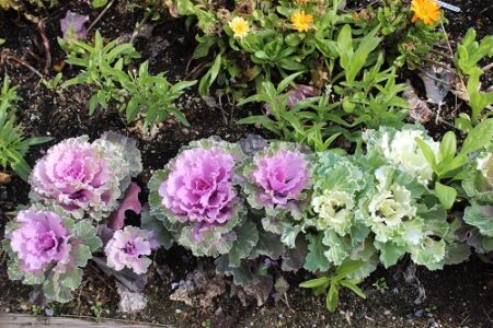 How to Improve Your Garden’s Soil Image